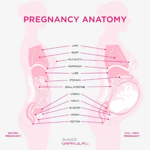 Pregnancy anatomy