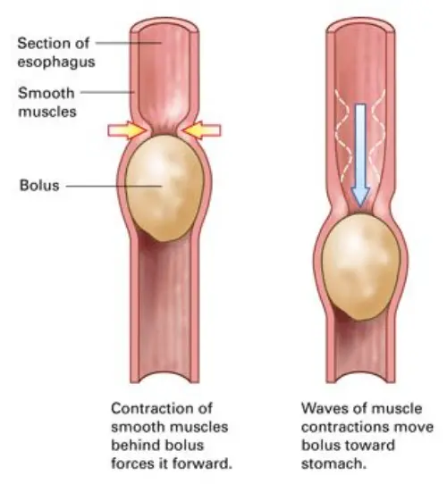 Alternative diagram for peristalsis