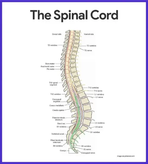 Alternative spinal cord anatomy