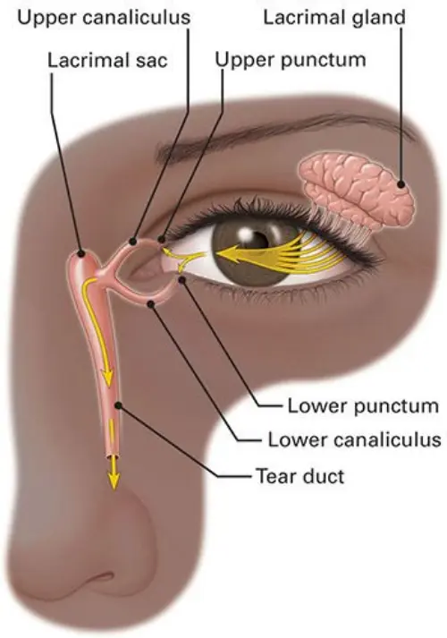 Tear duct anatomy