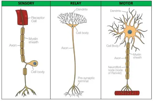 Types of neurons