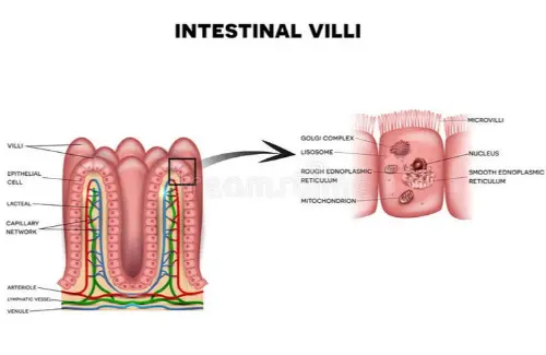 Intestinal villi absorb nutrients