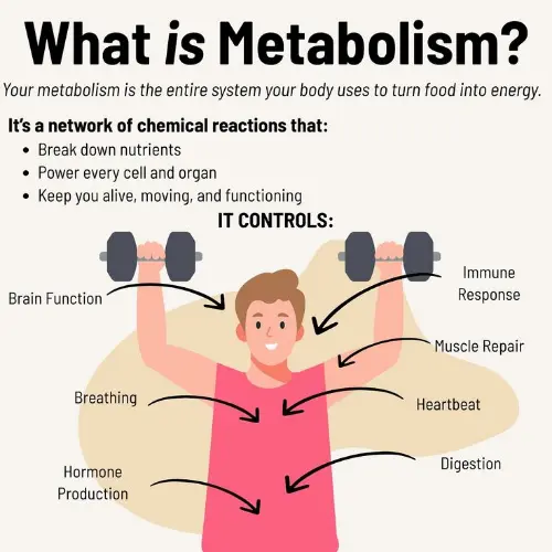 What is metabolism