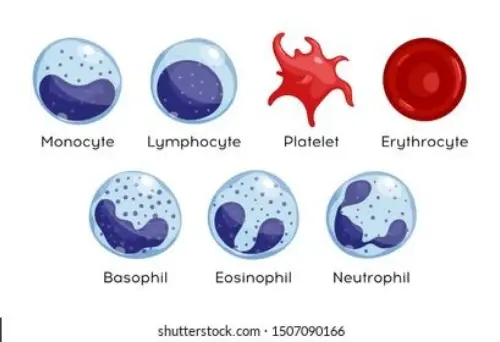 Types of white blood cells