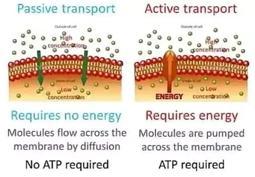 Differences between active and passive transport