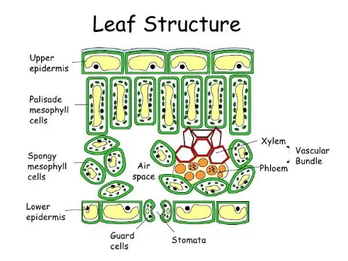 Leaf structure