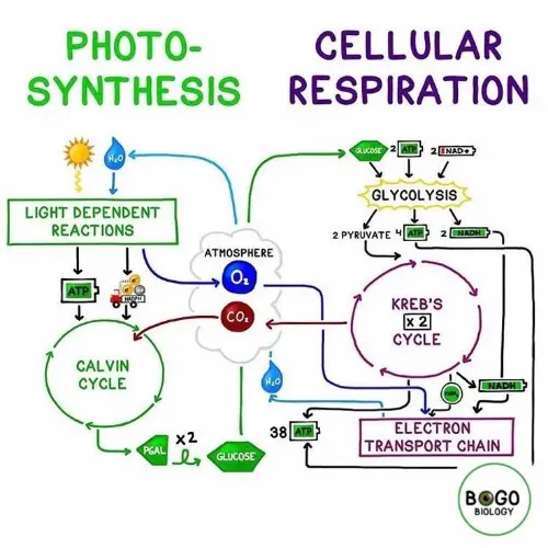 Alternative difference between photosynthesis and respiration