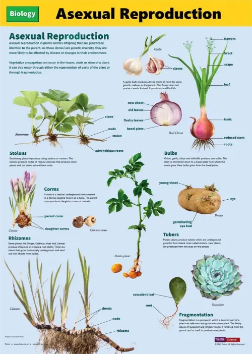 Alternative asexual plant reproduction infographic