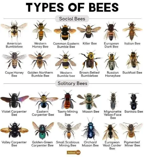 Types of bees