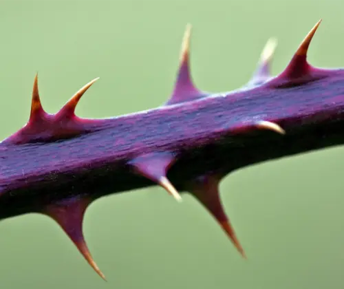 Thorns on bramble help fight against disease