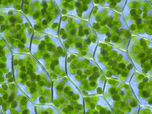 Chloroplasts give plants their green colour