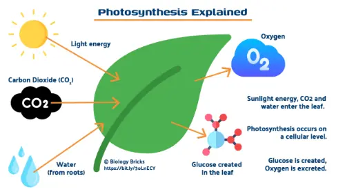 Photosynthesis