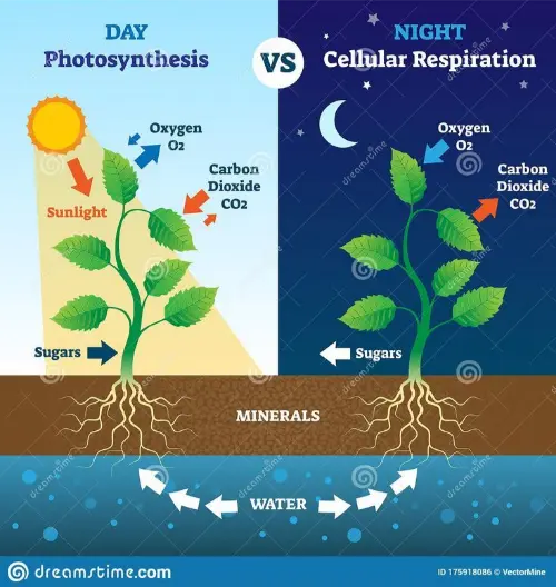Difference between photosynthesis and respiration