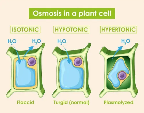 Plant cell osmosis