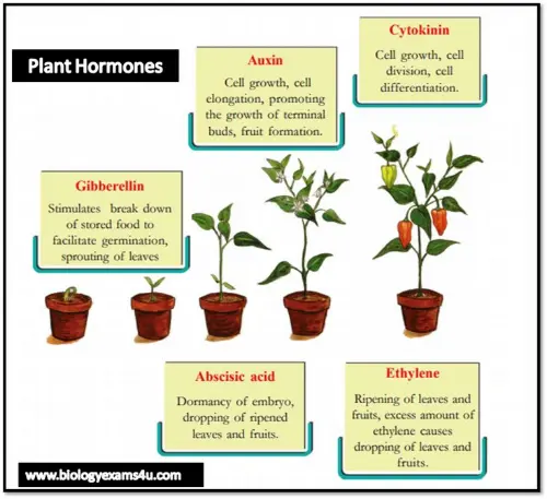 Types of plant hormones