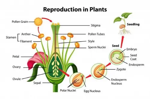 Plant reproduction
