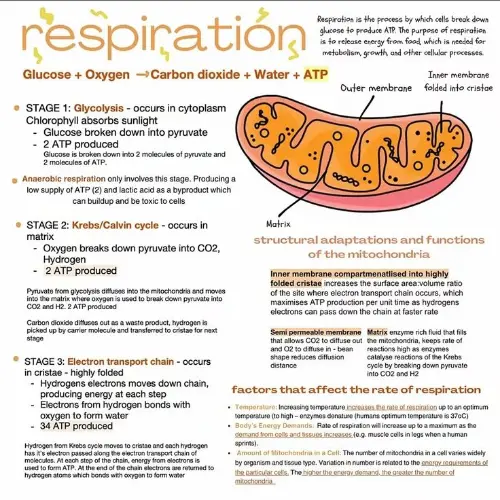 Plants use the same as humans to respire