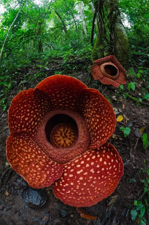 Rafflesia arnoldii, a plant that doesn't photosyntehsise