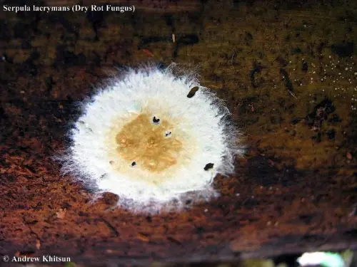 Serpula lacrymans, a dry fungal rot