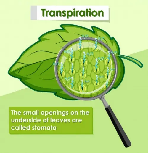 Simple transpiration explanation