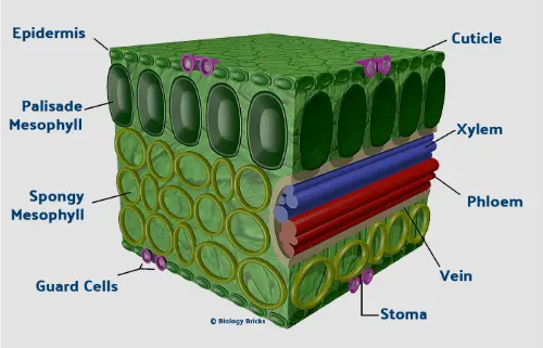 Internal structure of a leaf