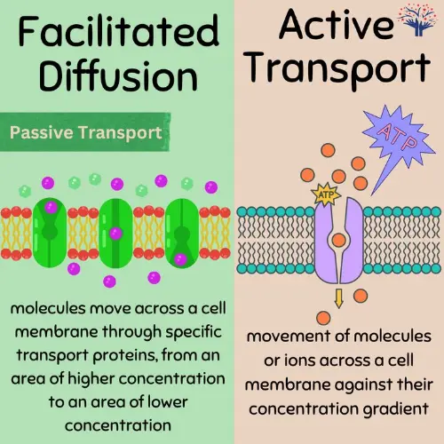Transport in plant cells