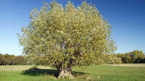 The white willow tree was the original source for aspirin