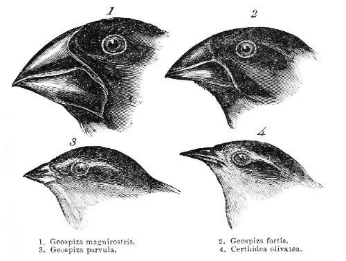 The infamous finch picture drawn by Darwin