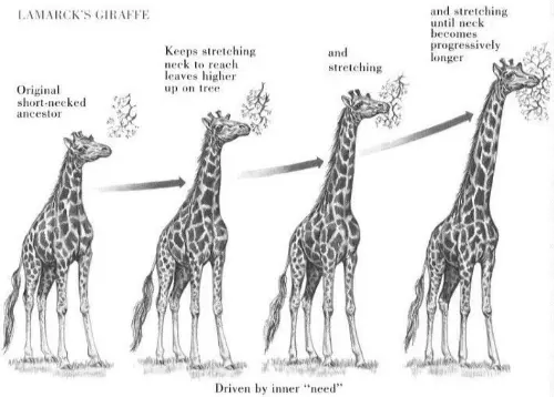 Theory of giraffes and their neck