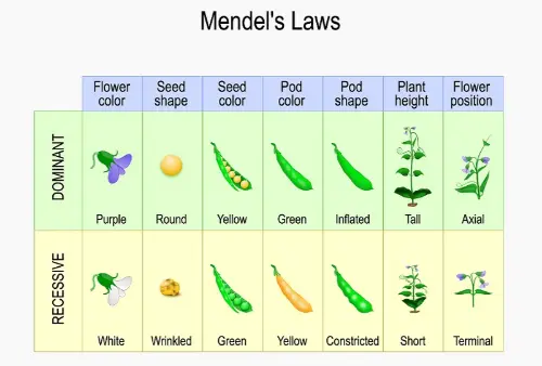 Mendel's laws of genetics