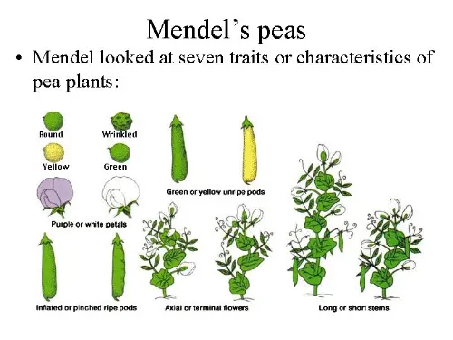 How Mendel engineered peas