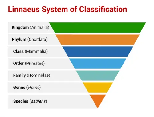 The taxonomy, or classification using the Linnaen System