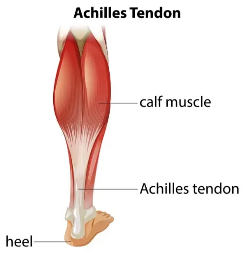 Diagram of the Achilles tendon