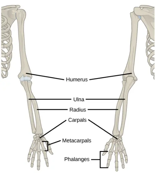 Diagram of the arm bones