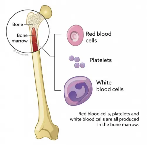 Diagram of bone marrow