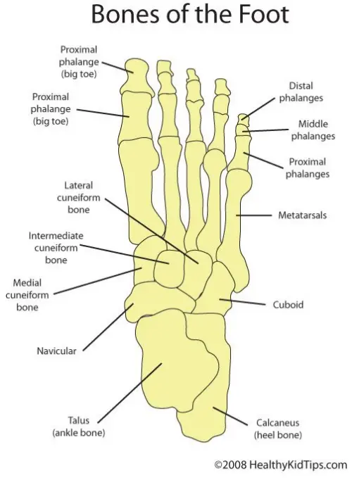 Feet bones