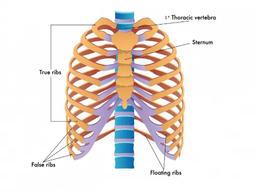 Diagram of the ribcage