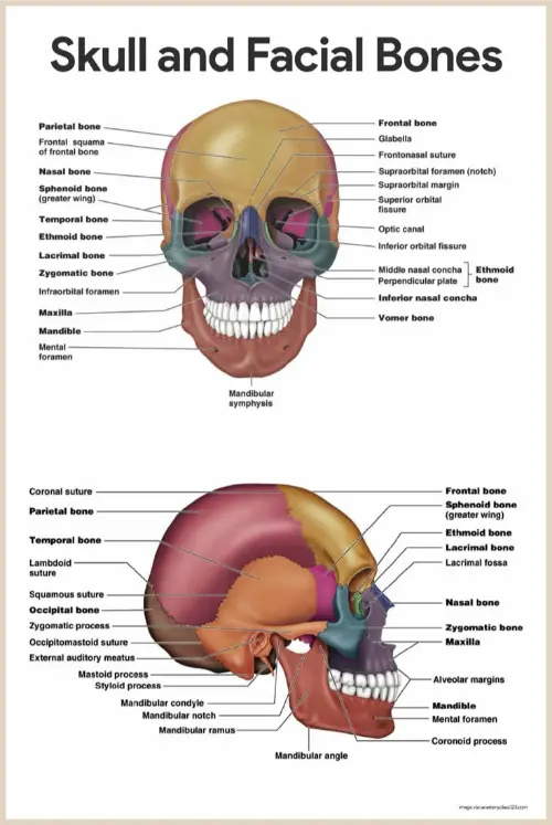 Skull anatomy