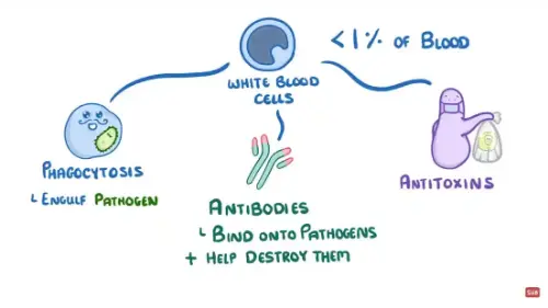 Watch this video from Cognito on YouTube