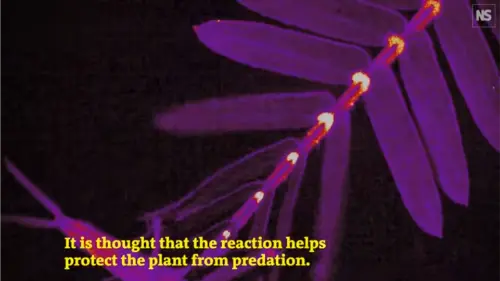 Watch this video from New Scientist on YouTube