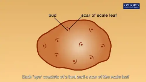 Watch this video from Oxford Mastering Biology on YouTube