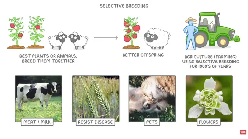 Youtube still of video