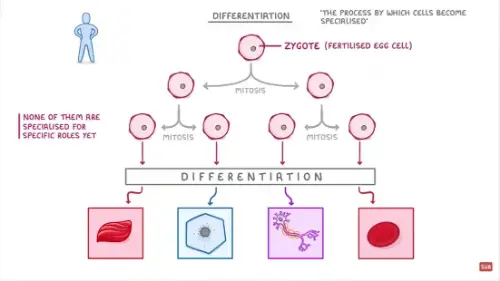 Watch this video from Cognito on YouTube