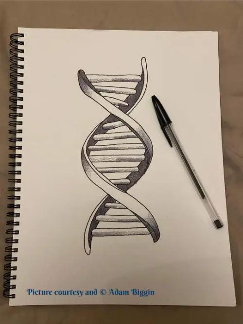 Double helix drawing by Adam Biggin